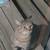 Cats need loving home 3 thumbnail