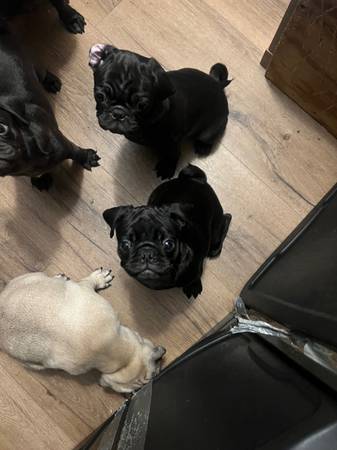Pugs hembra necesitan hogar (Kennewick)63658134629377120