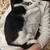 Kittens 2 thumbnail