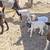 Lamb 2 thumbnail