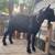 Nigerian dwarf buck 3 thumbnail