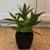 Dendrobium kingianum species orchid 4" pot 2 thumbnail