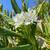 White Hawaiian Ginger Plants 1 thumbnail