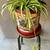 Spider Plant 2 thumbnail