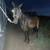 6 year old grade horse 2 thumbnail