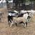Goats & Sheep 9 thumbnail