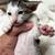 Oriental Shorthair Kittens 4 thumbnail