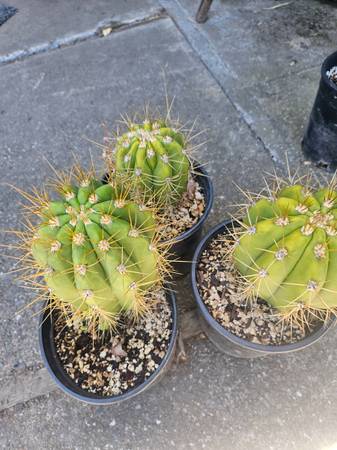 Trichocereus Tershekki 1