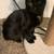 One year old cat needing a forever home with small adoption fee 2 thumbnail