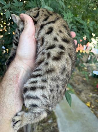 Savannah kittens hybrid (Solana)63870037743873123
