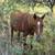 Red Mare and Palomino Colt 6 thumbnail