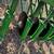 13ft John Deere Drill with Bermuda boxes 14 thumbnail