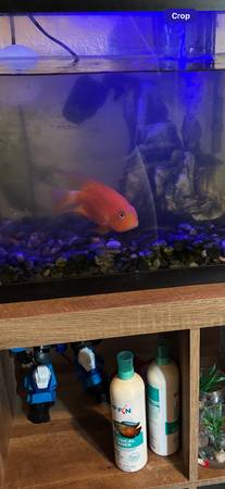 Parrot Cichild fish63873028228995121