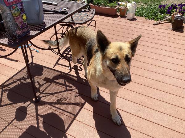 9 Year Old German Shepherd (Carpenter)574018380314726401