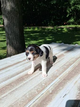 Pups needing a home soon - pets - craigslist