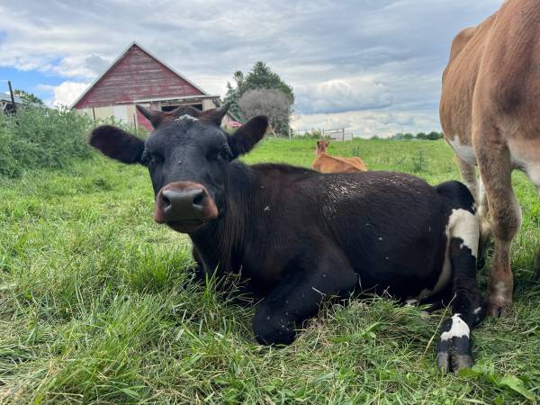 Heifers 1