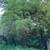 FREE XL BAMBOO POTTED 12’ - 20’+ Feet   *   Large in Pots 1 thumbnail