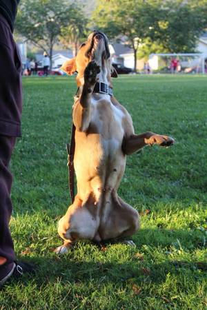Dog trainer / Handler (Rohnert Park)63934210095747121
