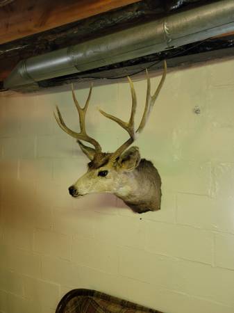 Mule Deer Mount 1