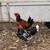 Game roosters 5 thumbnail