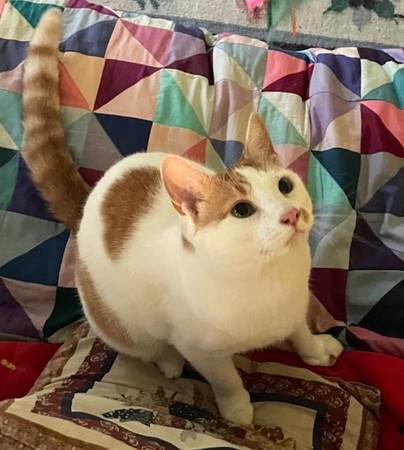 Gato perdido en West Brattleboro (Brattleboro)633745968711691211