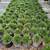 Hedges plants: Podocarpus, Areca, Cherry, Cocoplum, Clusias and more 8 thumbnail