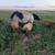 Kunekune 6 thumbnail