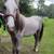 Long Yearling 2 thumbnail