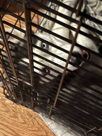 husky in need of a home63829900132353121