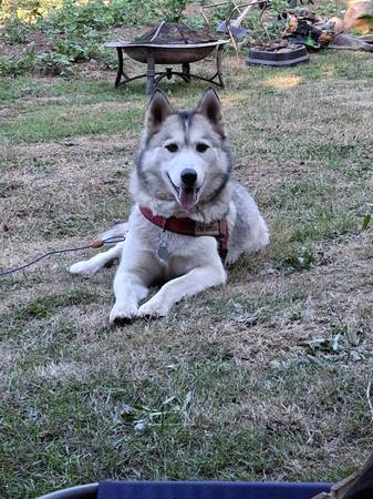 Rehoming our beautiful boy (Lake Oswego/Tigard)63895727387266123