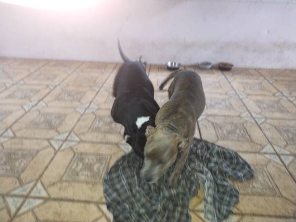 Pitt/ bullie (Ocala)63687900828035122