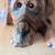 Big Sky Carvers Wood Purdy Dog 13 thumbnail