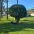 TREEPLUSPRO – PROFESSIONAL TREE SERVICE | PALM COAST & SURROUNDING ARE 5 thumbnail
