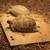 Tortoises Herman’s Russian Greek 5 thumbnail