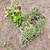 Succulents 2 thumbnail
