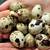 Quail eggs, fresh collect daily 2 thumbnail