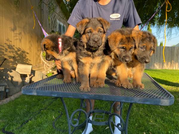 Gorgeous German shepherd puppies63853557571201121