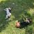 Basset Hound Puppies 1 thumbnail