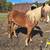 Haflinger Belgian cross mare 3 thumbnail