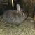 Rabbit. 2 does. 2 thumbnail