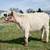 Highpark Heifer 2 thumbnail