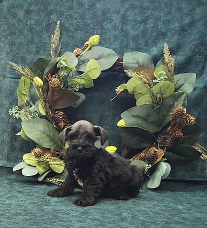 Mini Schnauzer (Bay Minette)