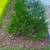 PERENNIAL PLANTS 8 thumbnail