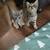 Kittens cat 2 thumbnail