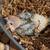 Handfeeding Sun Conures from!! 4 thumbnail