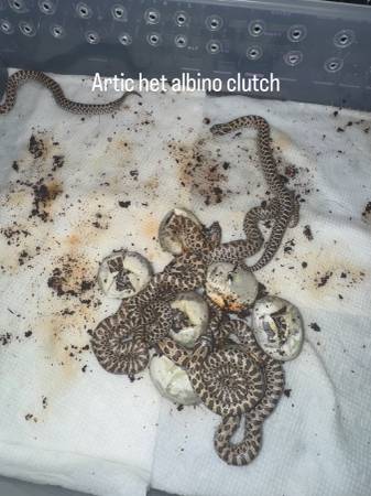 Western hognose63839343672961120