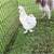 Rooster 1 thumbnail