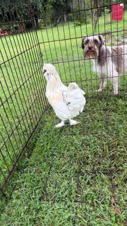 Rooster 1