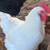 Leghorn Rooster 2 thumbnail