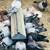 Racing Pigeons 1 thumbnail